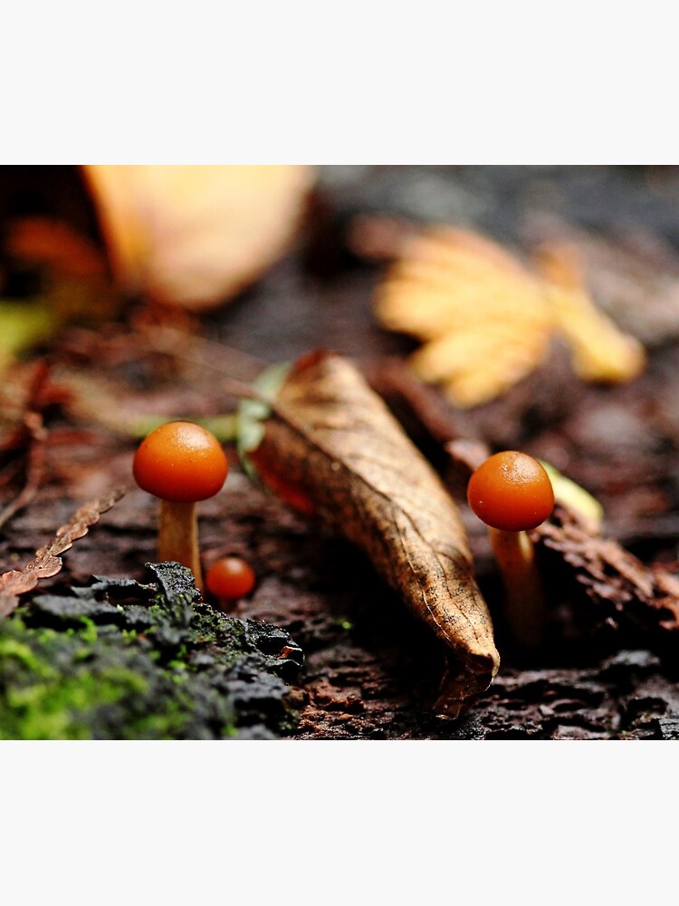 Little Life In The Forest by debop