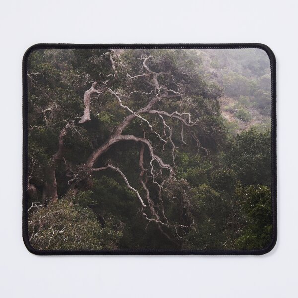 Item preview, The Old Oak Tree, Prisoners Harbor, Santa Cruz Island designed and sold by Douglas E. Welch Design and Photography.
