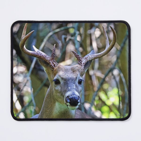 Item preview, White Tailed Buck Portrait designed and sold by Debbie Oppermann.