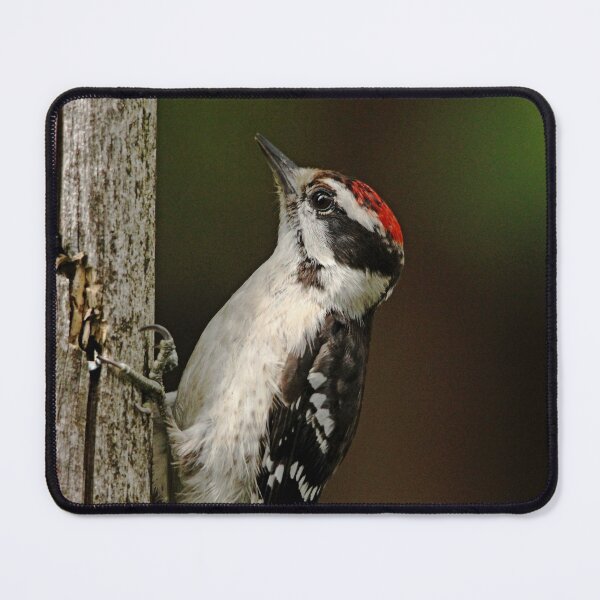 Item preview, Juvenile Downy Woodpecker designed and sold by Debbie Oppermann.