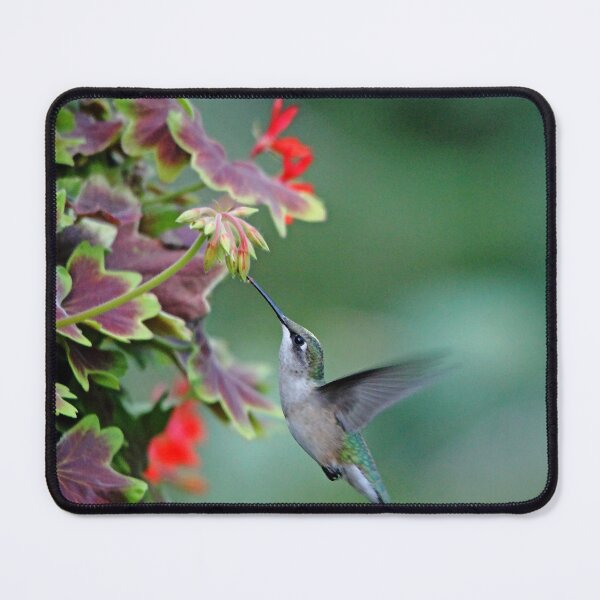 Item preview, Hummingbird Loving The Orange Geranium designed and sold by Debbie Oppermann.