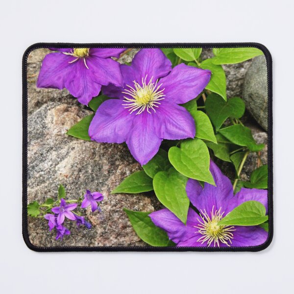 Item preview, Purple Clematis On Rock designed and sold by Debbie Oppermann.