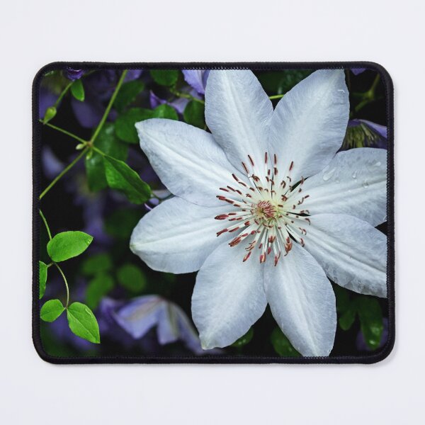 Item preview, White Clematis Surrounded By Purple Clematis designed and sold by Debbie Oppermann.
