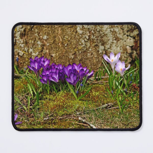 Item preview, Purple Crocus In The Moss designed and sold by Debbie Oppermann.