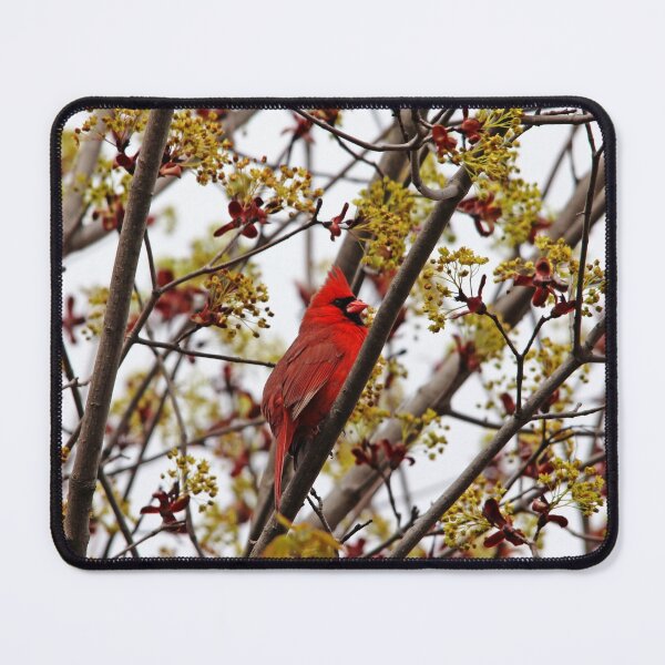 Item preview, Northern Cardinal In Spring Maple Tree designed and sold by Debbie Oppermann.