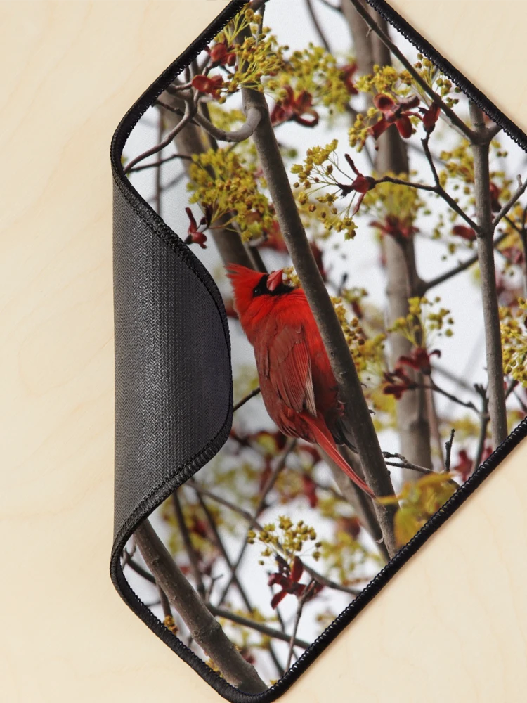 Thumbnail 2 of 5, Mouse Pad, Northern Cardinal In Spring Maple Tree designed and sold by Debbie Oppermann.