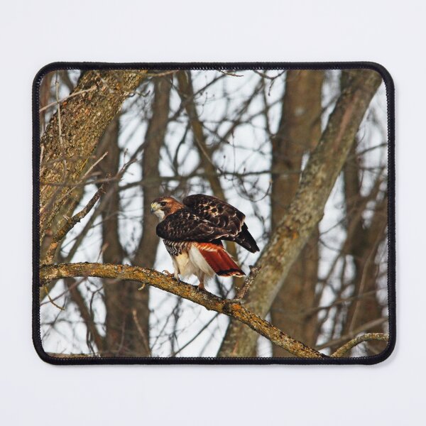 Item preview, Red Tailed Hawk designed and sold by Debbie Oppermann.