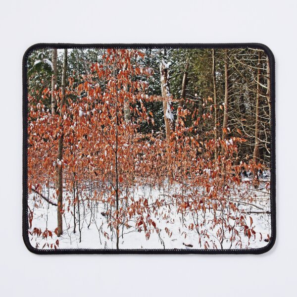 Item preview, Fall Beech Trees designed and sold by Debbie Oppermann.
