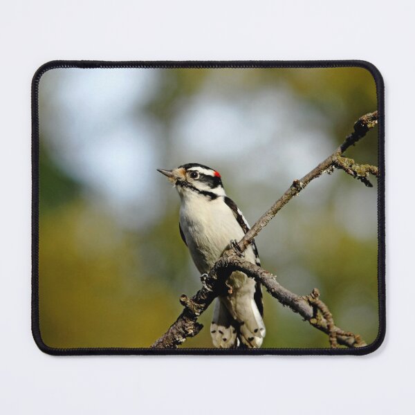 Item preview, Downy Woodpecker In Fall designed and sold by Debbie Oppermann.