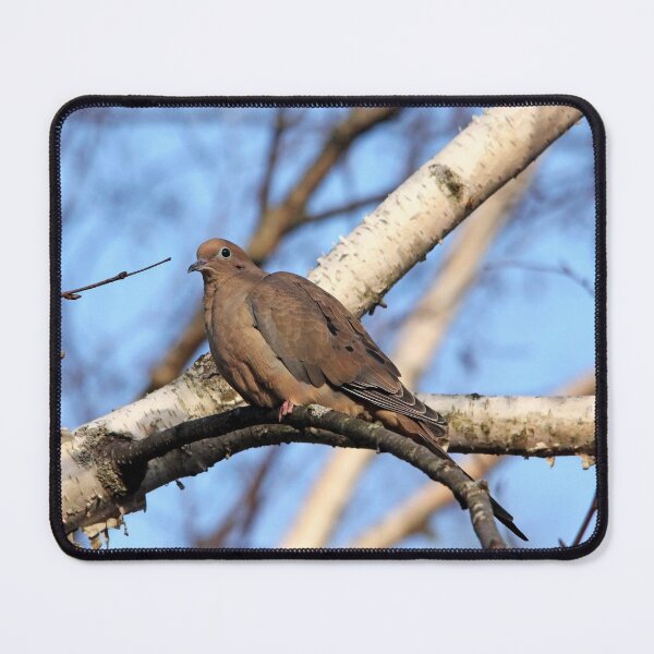 Item preview, Mourning Dove In Birch Tree designed and sold by Debbie Oppermann.