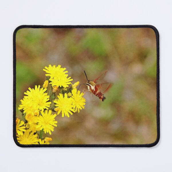 Item preview, Clearwing Moth And Hawkweed designed and sold by Debbie Oppermann.