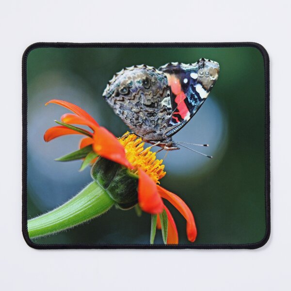 Item preview, Red Admiral In The Spotlight designed and sold by Debbie Oppermann.