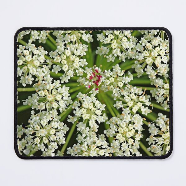 Item preview, Queen Anne's Lace designed and sold by Debbie Oppermann.