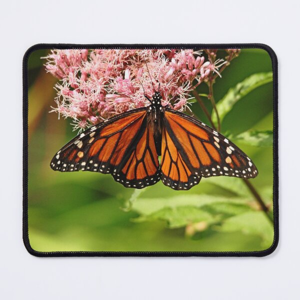 Item preview, Monarch And Joe Pye designed and sold by Debbie Oppermann.