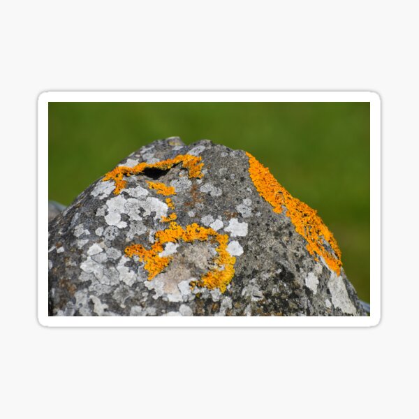 Golden Lichen on a grey stone. Sticker