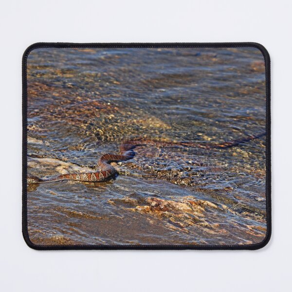 Item preview, Northern Water Snake designed and sold by Debbie Oppermann.