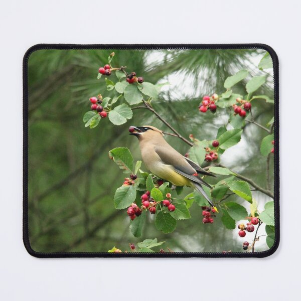 Item preview, Cedar Waxwing Berry Picking designed and sold by Debbie Oppermann.