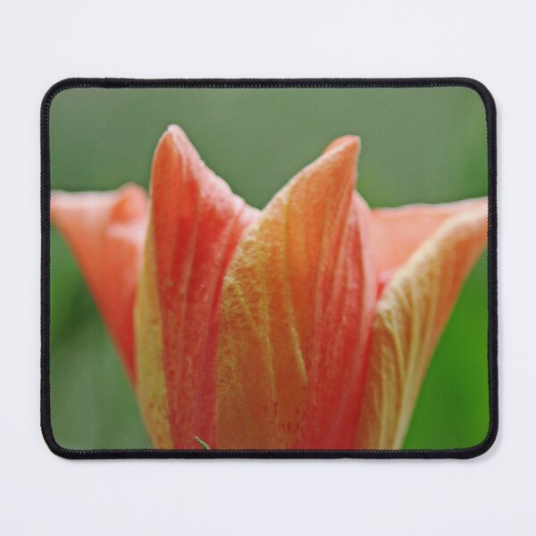 Item preview, Orange Hibiscus Unfurling designed and sold by Debbie Oppermann.