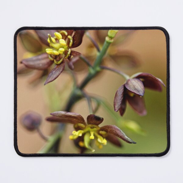 Item preview, Blue Cohosh designed and sold by Debbie Oppermann.