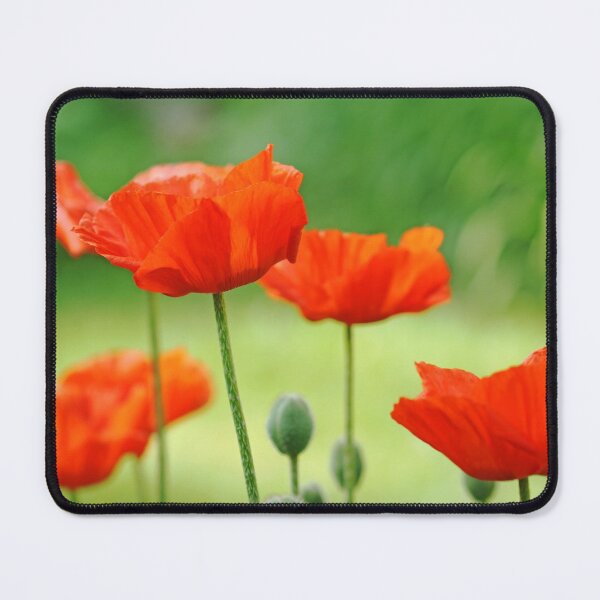 Item preview, Morning Light Poppies designed and sold by Debbie Oppermann.
