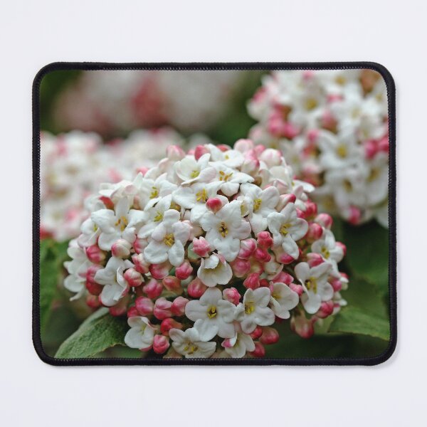Item preview, Snowballs With Flush Of Pink designed and sold by Debbie Oppermann.