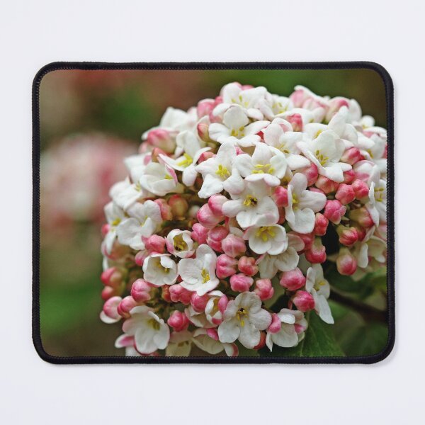 Item preview, Fragrant Snowball designed and sold by Debbie Oppermann.