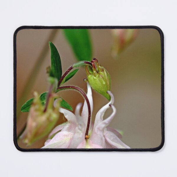 Item preview, Blushing Columbine designed and sold by Debbie Oppermann.