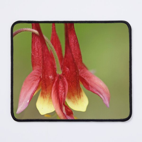 Item preview, Canadian Columbine designed and sold by Debbie Oppermann.