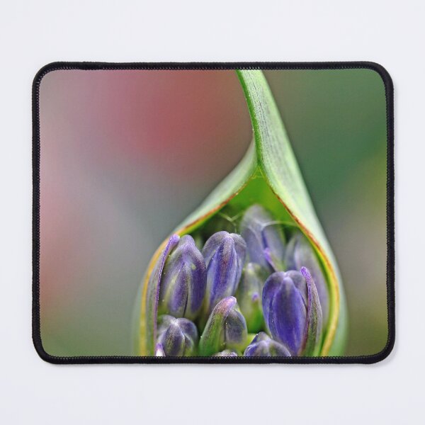 Item preview, Agapanthus Bud designed and sold by Debbie Oppermann.