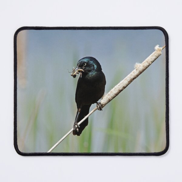 Item preview, Grackle On Cattail designed and sold by Debbie Oppermann.