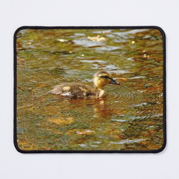 Item preview, Morning Light Duckling designed and sold by Debbie Oppermann.
