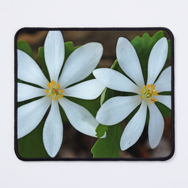 Item preview, Bloodroot designed and sold by Debbie Oppermann.