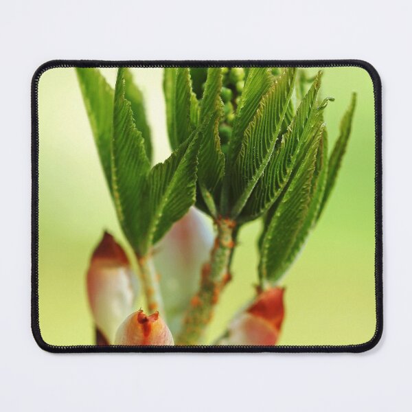 Item preview, Ohio Buckeye Bud designed and sold by Debbie Oppermann.