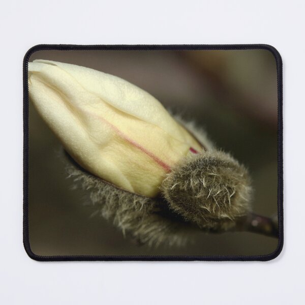 Item preview, Magnolia Kobus Bud designed and sold by Debbie Oppermann.