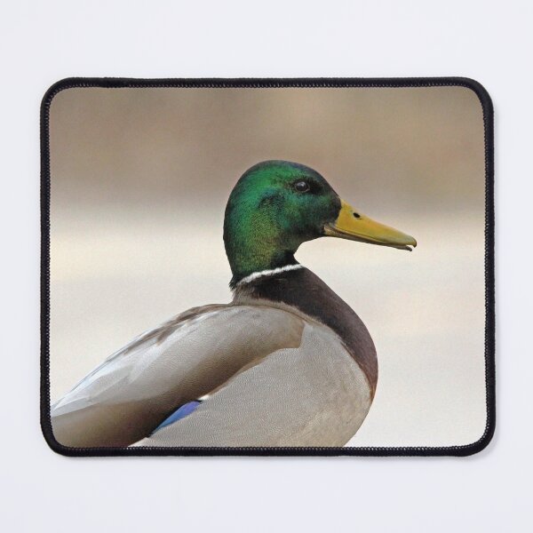 Item preview, Drake Mallard designed and sold by Debbie Oppermann.