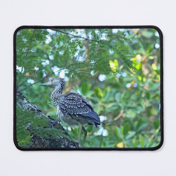 Item preview, Immature Yellow Crowned Night Heron designed and sold by Debbie Oppermann.