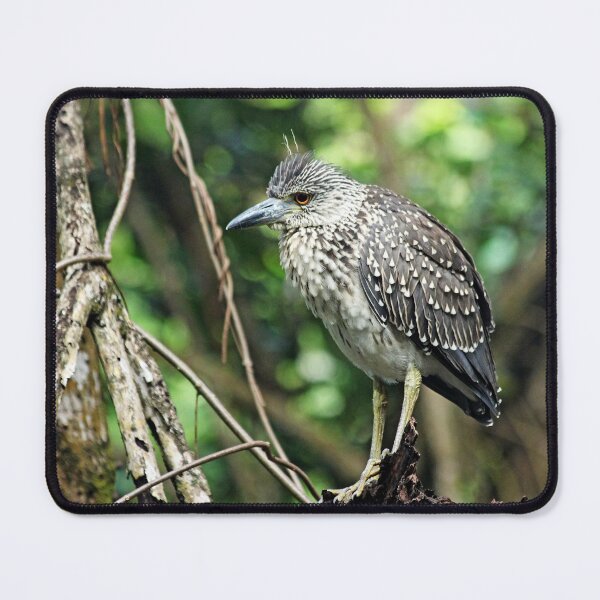 Item preview, Juvenile Yellow Crowned Night Heron designed and sold by Debbie Oppermann.