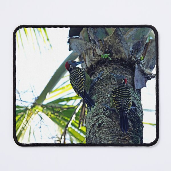 Item preview, Hispaniolan Woodpeckers designed and sold by Debbie Oppermann.