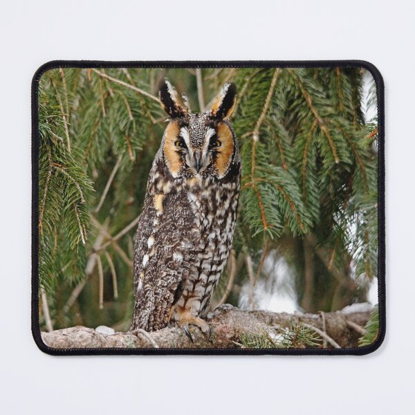 Item preview, Long Eared Owl designed and sold by Debbie Oppermann.