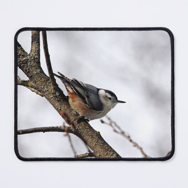 Item preview, Perched Nuthatch designed and sold by Debbie Oppermann.