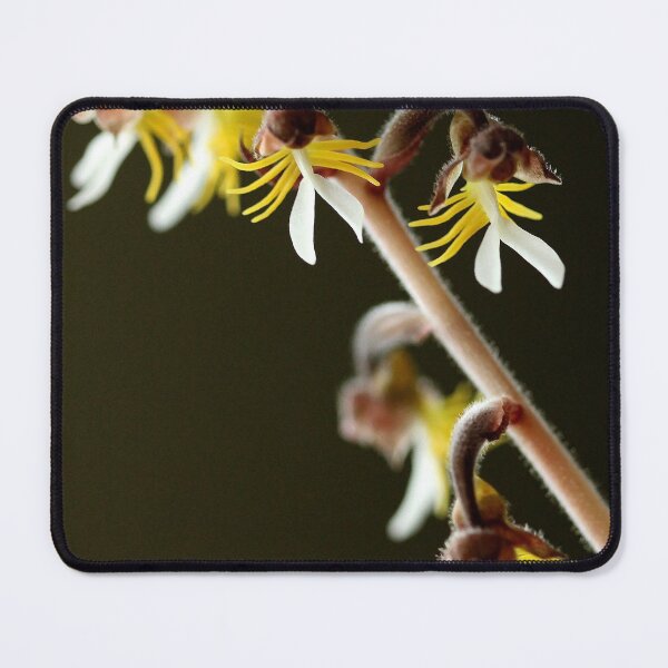Item preview, Little Jewel designed and sold by Debbie Oppermann.