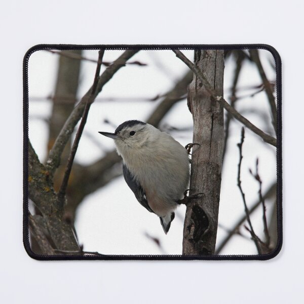 Item preview, White Breasted Nuthatch Portrait designed and sold by Debbie Oppermann.
