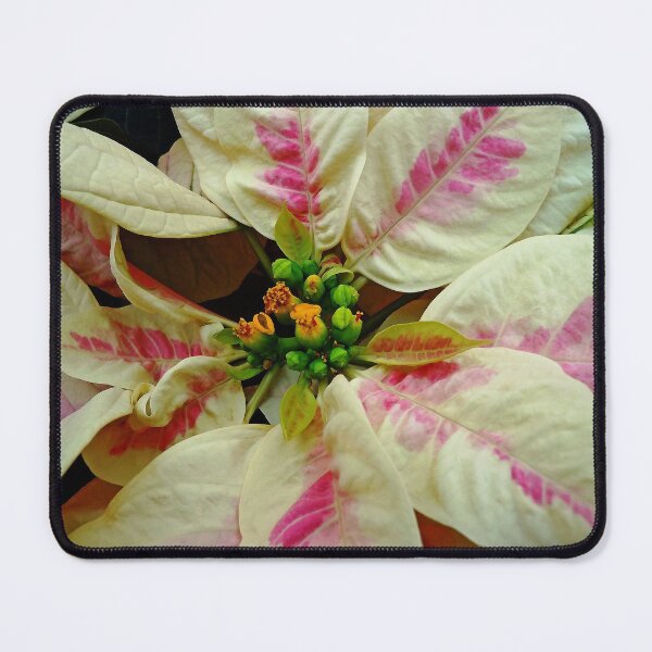 Item preview, Ivory And Pink Pointsettia designed and sold by Debbie Oppermann.