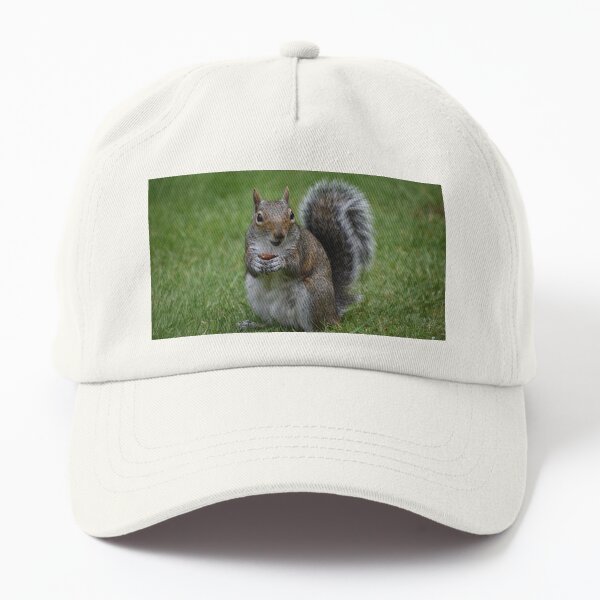 Grey Squirrel with a peanut Dad Hat