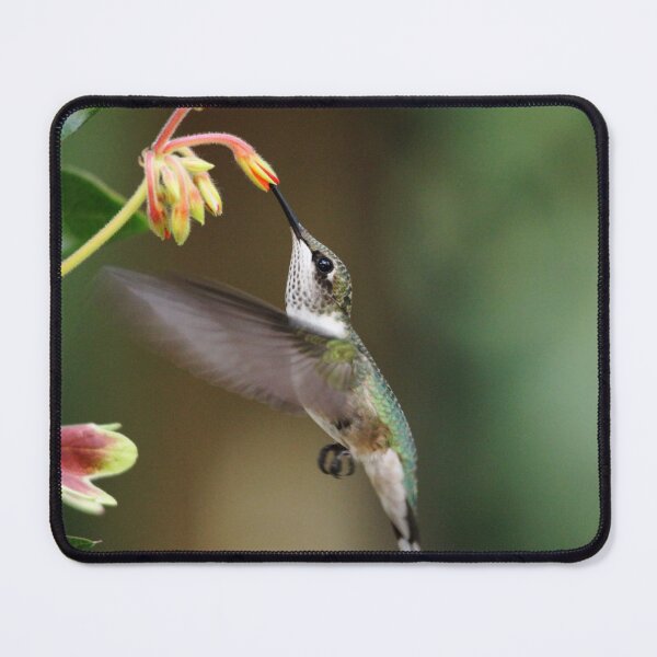 Item preview, Juvenile Male Ruby Throat designed and sold by Debbie Oppermann.