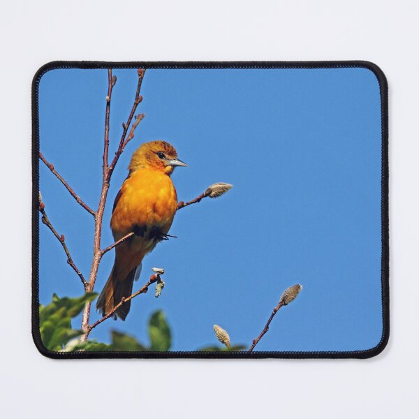 Item preview, Female Baltimore Oriole designed and sold by Debbie Oppermann.