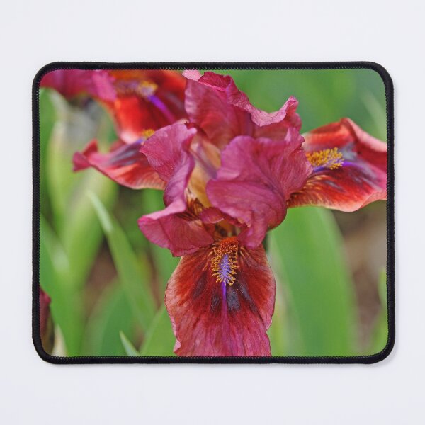 Item preview, Lady In Red Iris designed and sold by Debbie Oppermann.