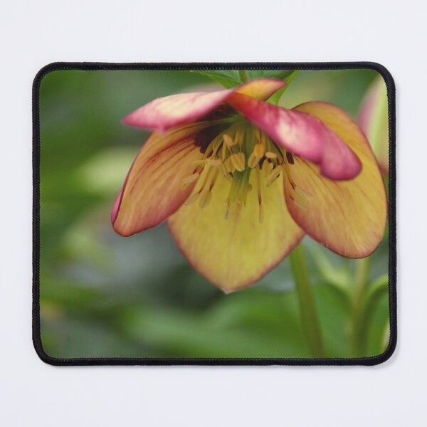 Item preview, Heavenly Lenten Rose designed and sold by Debbie Oppermann.