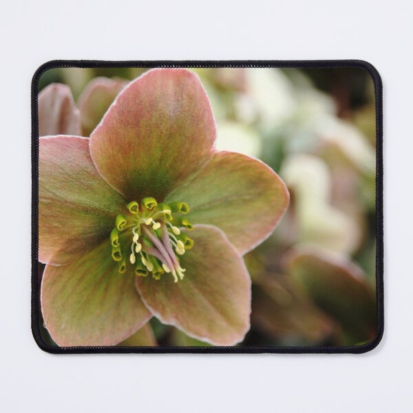 Item preview, Lenten Hellebore designed and sold by Debbie Oppermann.