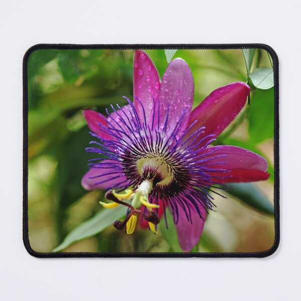 Item preview, Passion Flower designed and sold by Debbie Oppermann.